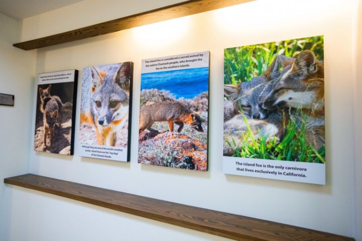 art gallery of fox photography