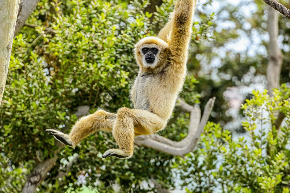 jasmine the gibbon