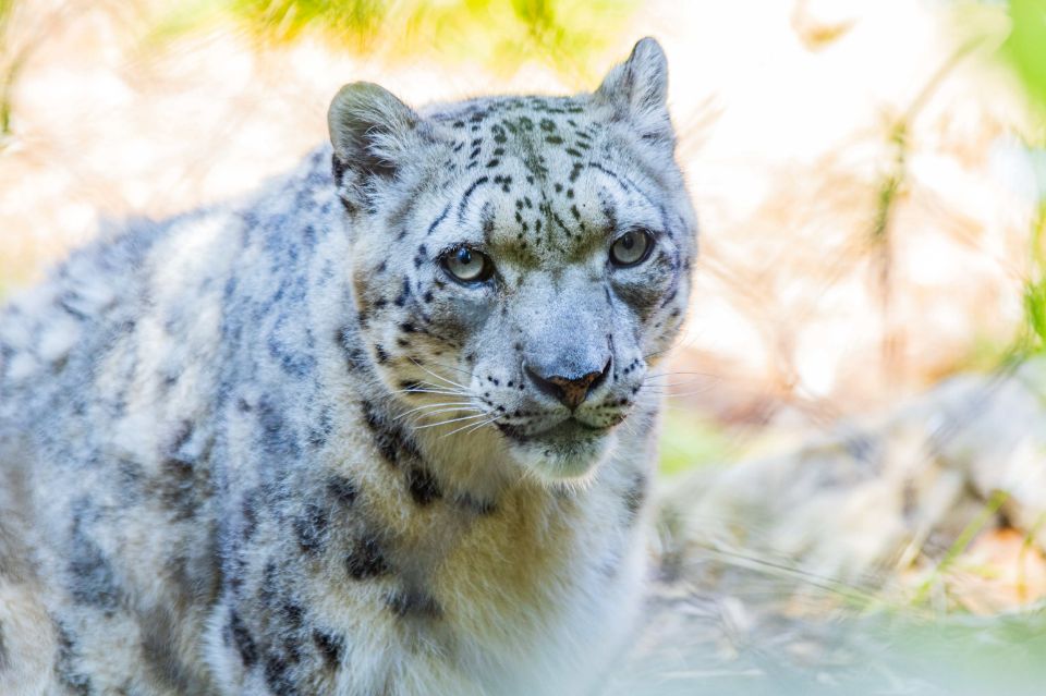 snow leopard