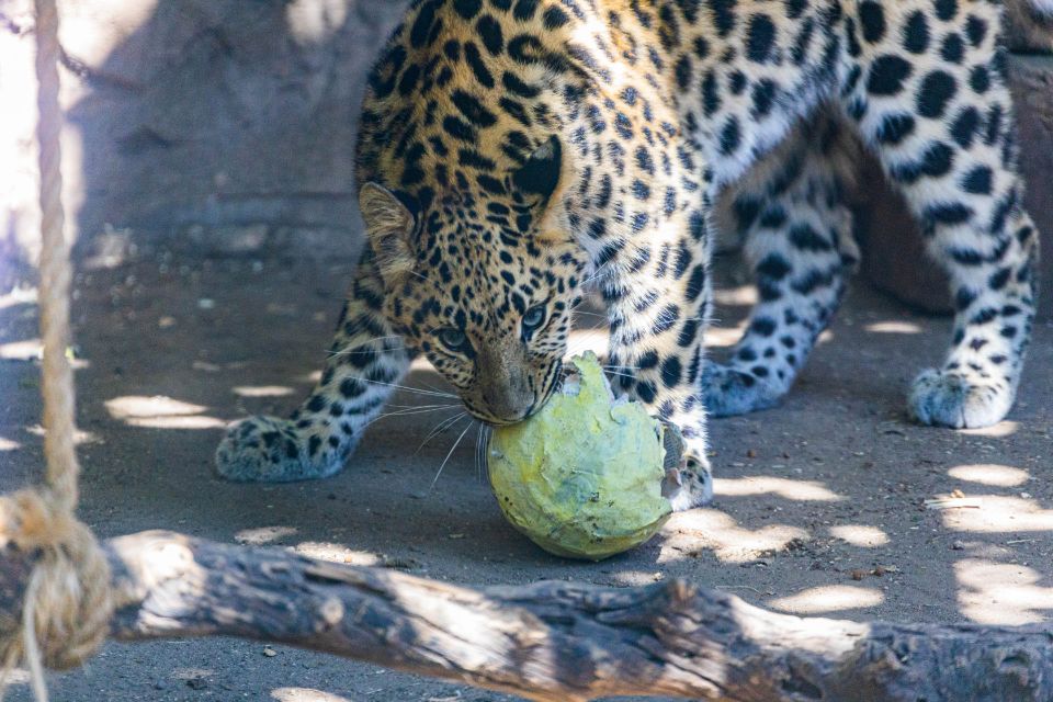 marta leopard playing with ball