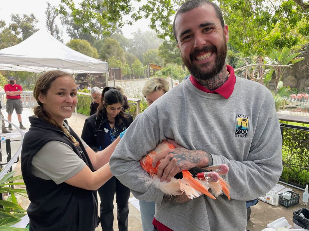 zookeepers conducting a flamingo examination