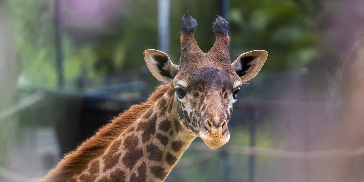 masai giraffe