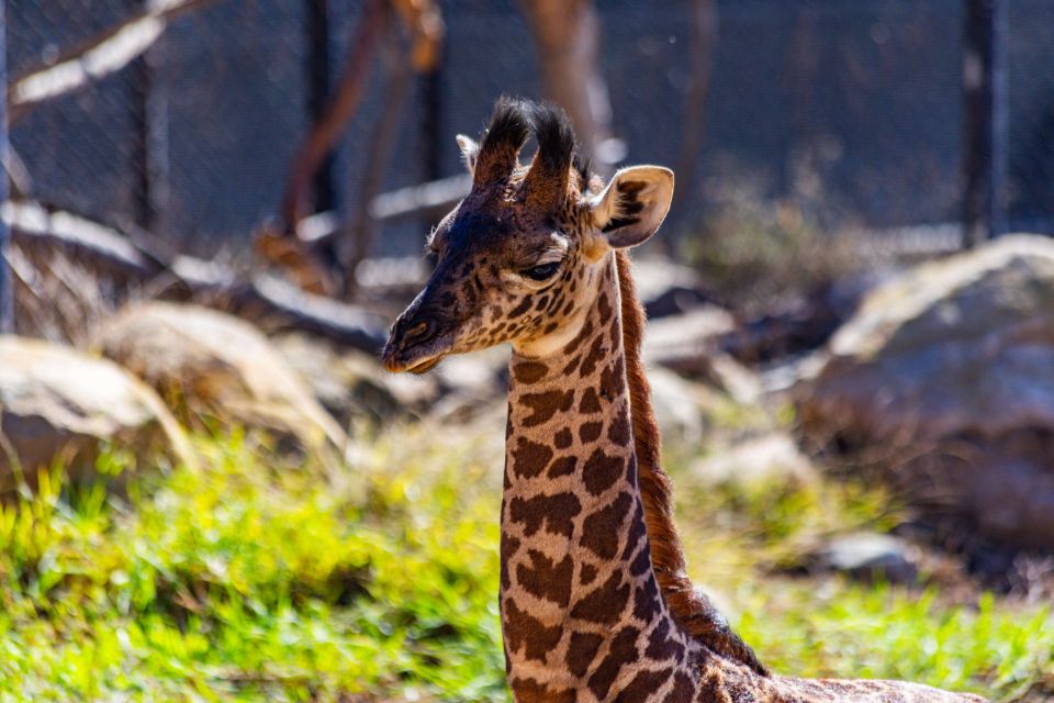 malia the giraffe