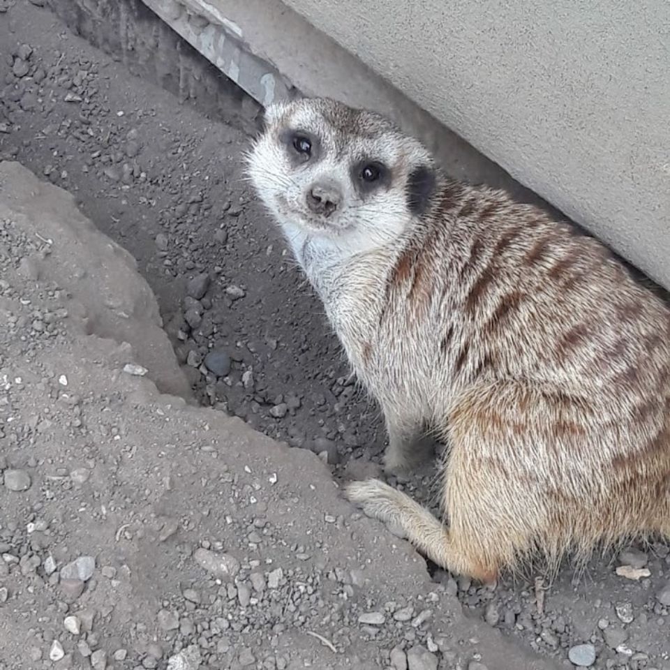 kala the meerkat