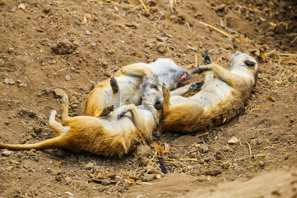 meerkat family
