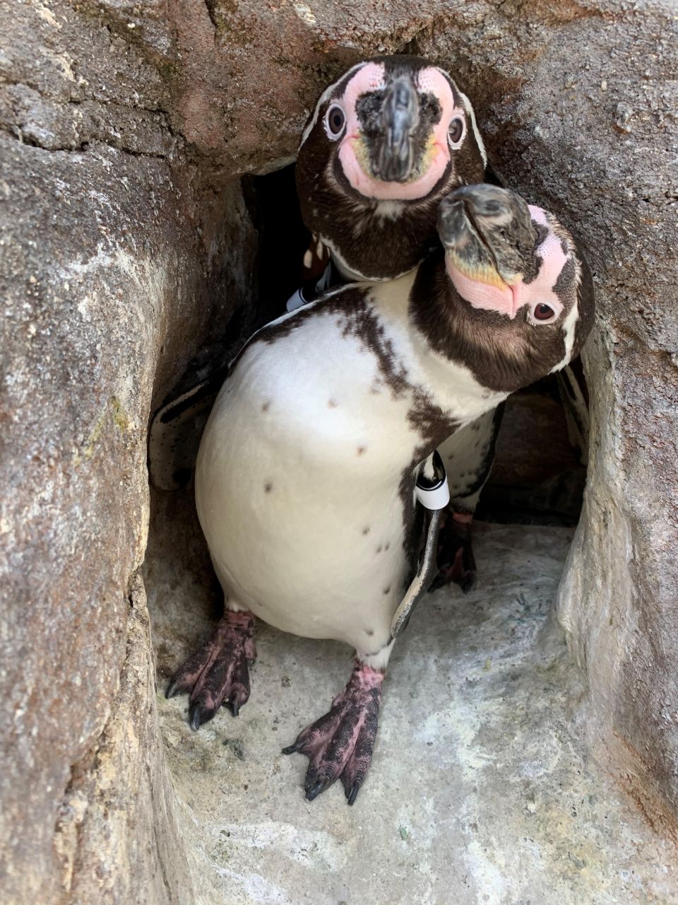 two penguins