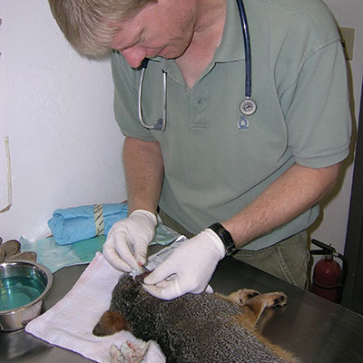 veterinarian attending a fox