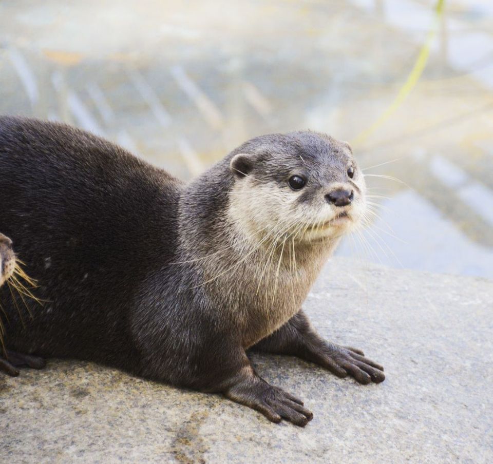 peeta otter