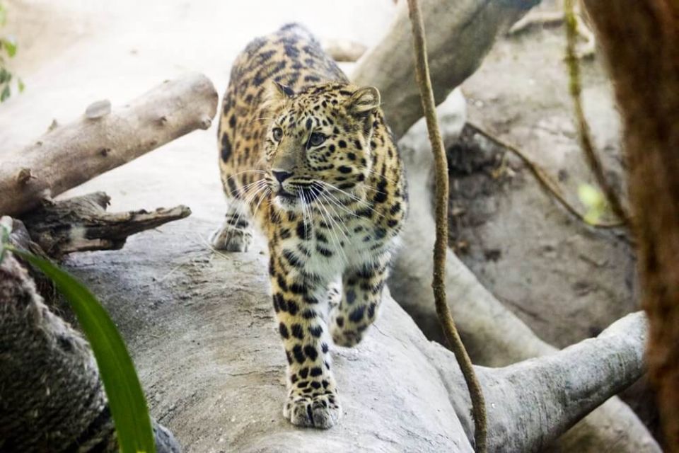 amur leopard
