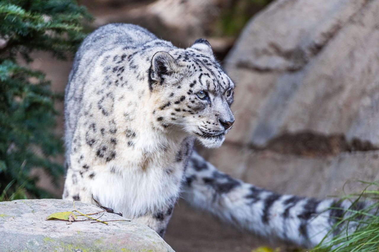 snow leopard