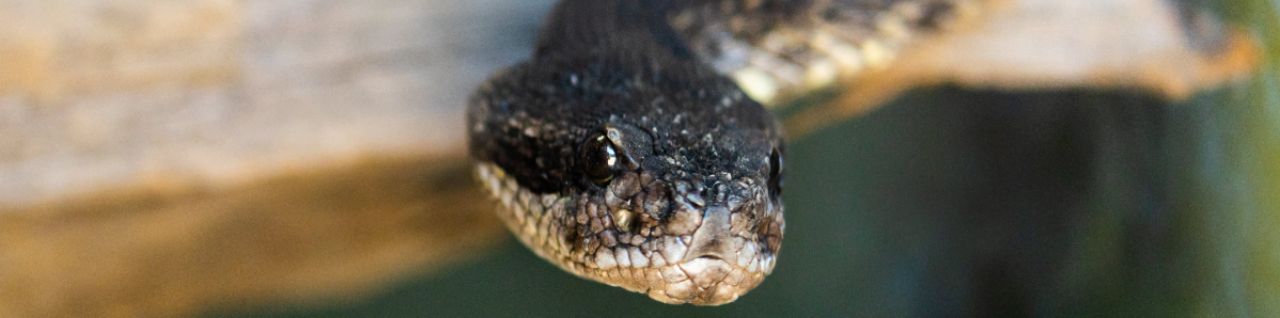 southern pacific rattle snake
