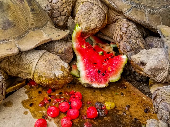turtles eating watermelon