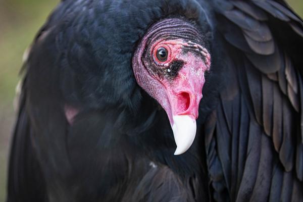 International Vulture Awareness Day
