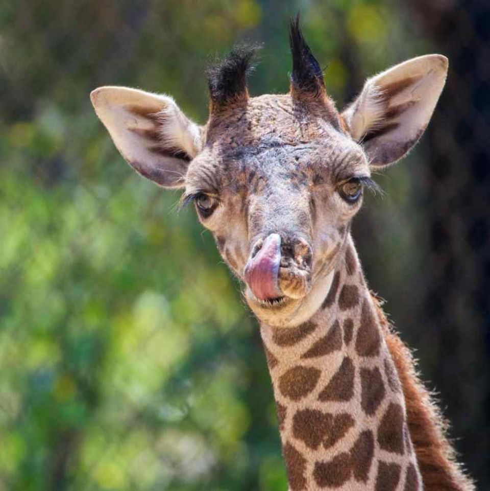 raymie the giraffe