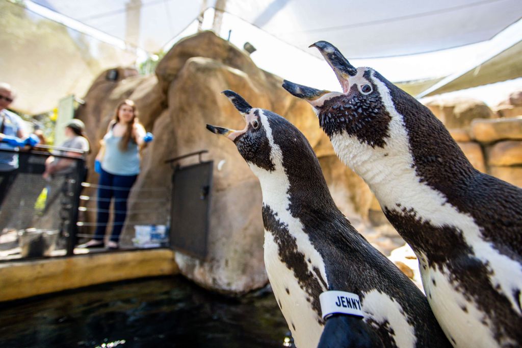 penguins