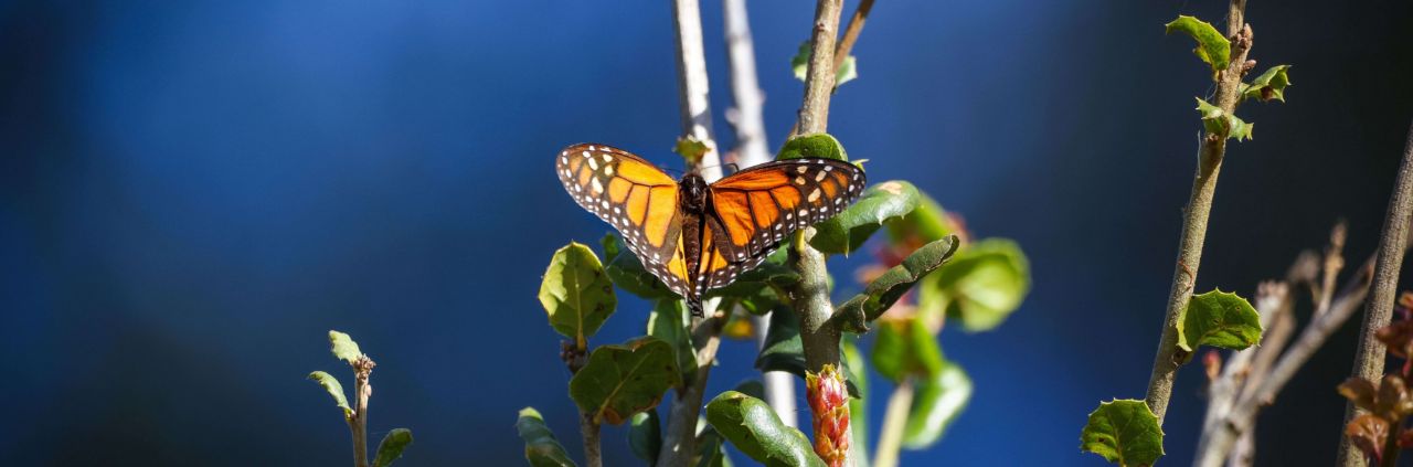 monarch butterfly