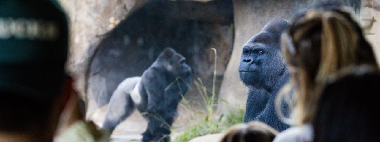 gorillas in exhibit