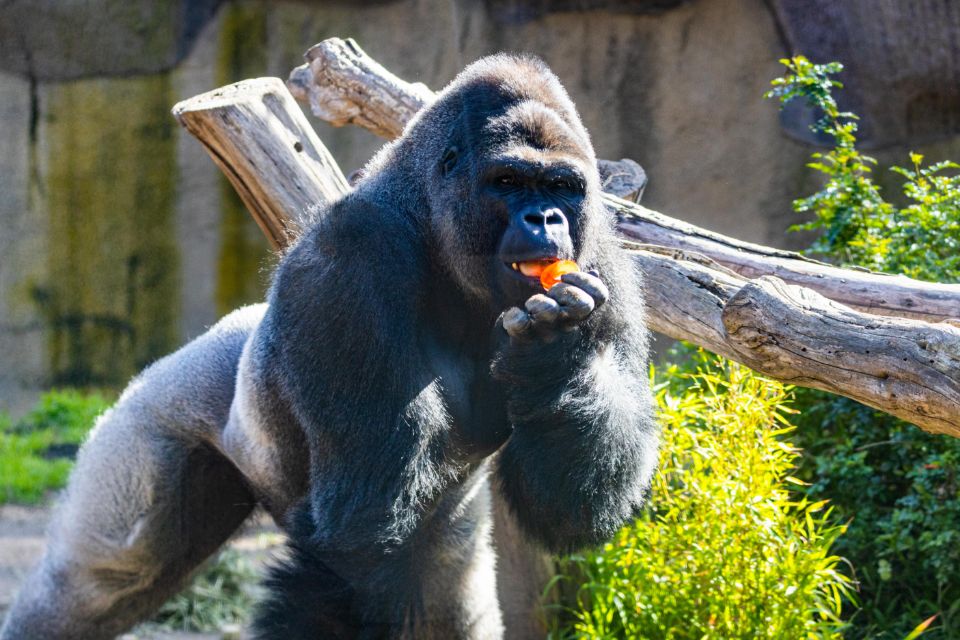 bangori the gorilla