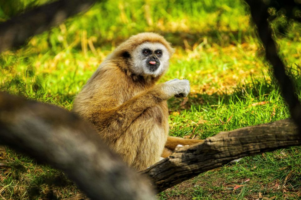 white handed gibbon
