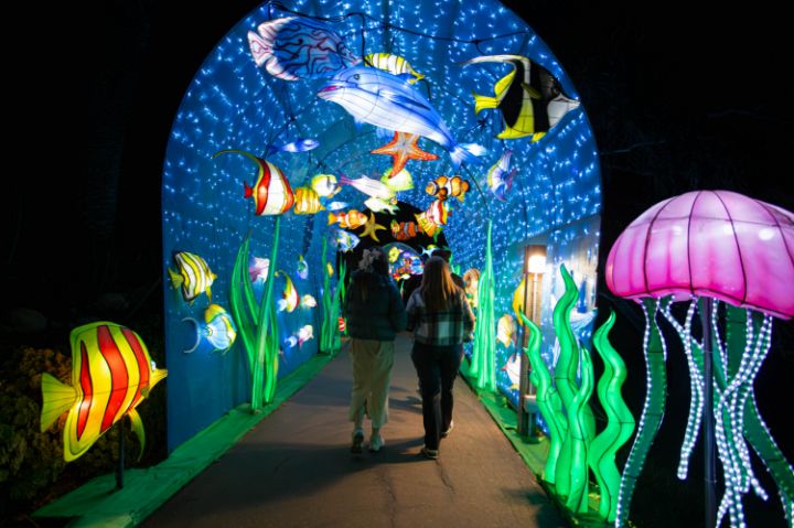 zoo lights holiday outing