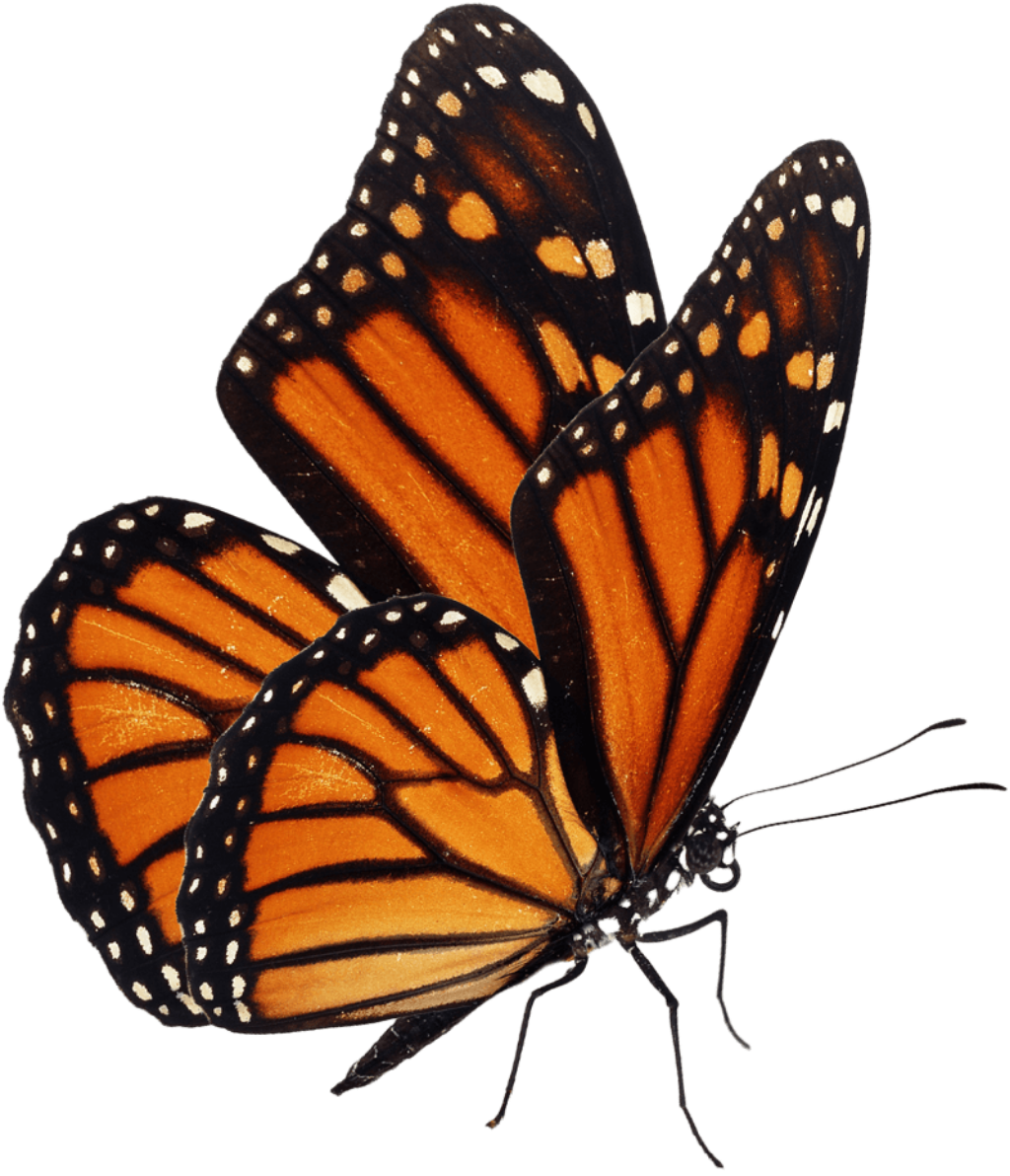 butterfly